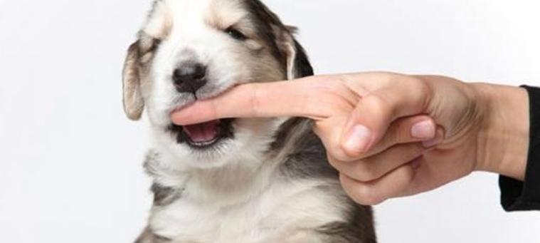 宠物犬打架被咬事故及应对方法（小狗的天性使然）