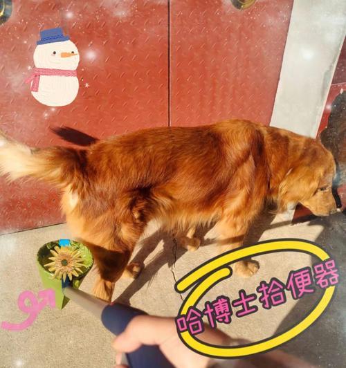 小狗大便很臭怎么办（了解原因）