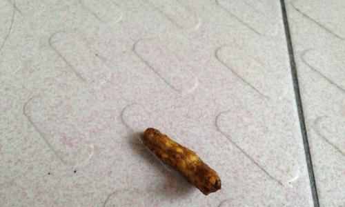 小狗大便很臭怎么办（了解原因）