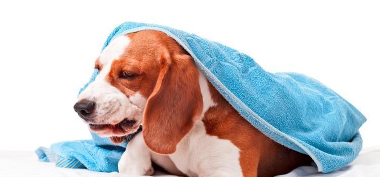 小狗狗常年咳嗽干呕，该如何解决（宠物健康问题）