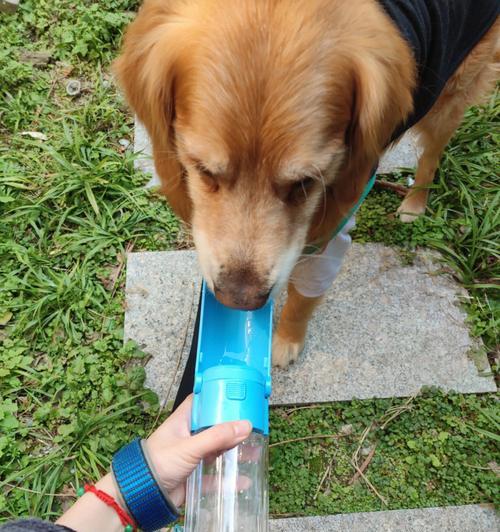 小狗几个月不乱撒尿的原因与方法