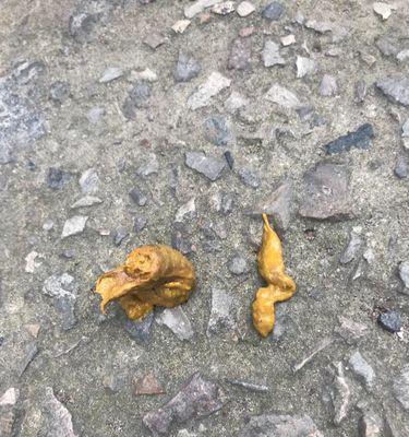 小狗便便出现血丝怎么办（如何正确对待小狗便便出现血丝问题）