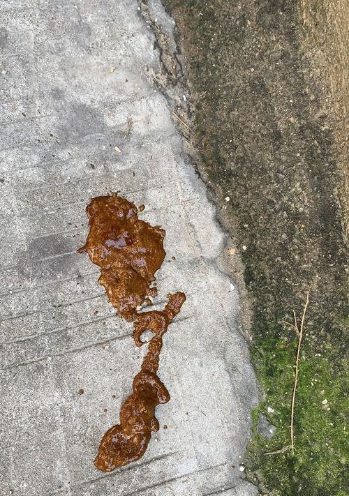 小狗便便出现血丝怎么办（如何正确对待小狗便便出现血丝问题）