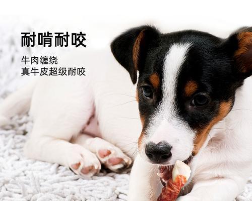 小狗也能享受大磨牙棒的好处（探索宠物使用大磨牙棒的益处和注意事项）