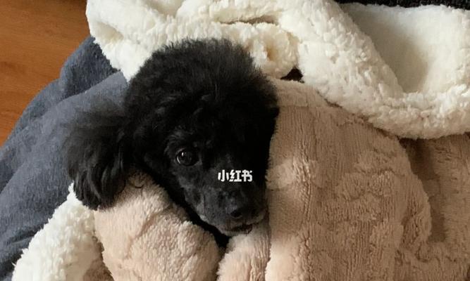 小狗能否在空调房睡觉（探讨宠物睡眠环境的影响和调节方法）