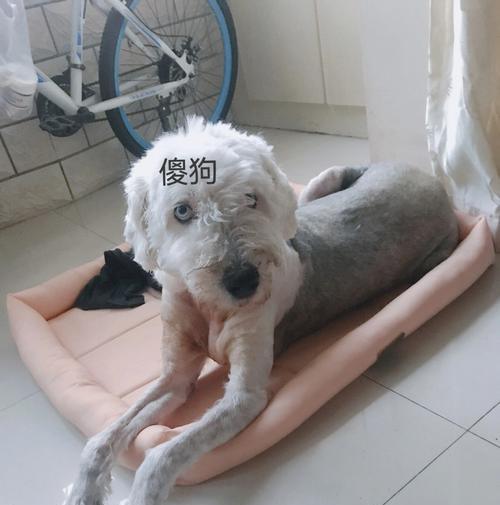 小狗掉皮问题解决方法（宠物主人必读的护理技巧）