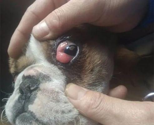 小狗眼的长息肉——病因、症状及治疗全解析（宠物家长必看）