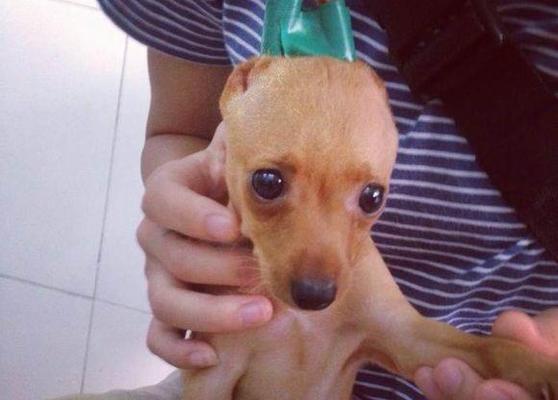 揭秘小鹿犬换毛季节（了解宠物换毛周期）