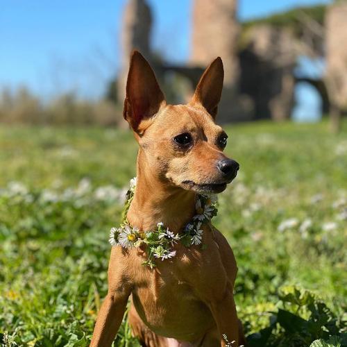 揭秘小鹿犬换毛季节（了解宠物换毛周期）