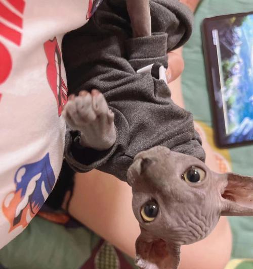 一只小猫的逆袭之路（以小猫才死可以救活吗）