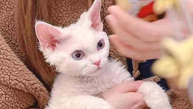 一只小猫的逆袭之路（以小猫才死可以救活吗）