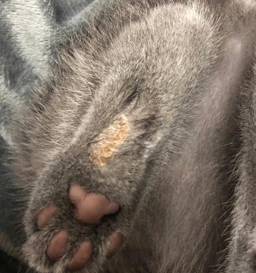 宠物小猫得了猫藓怎么办（猫藓的症状）