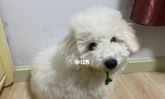 小猫掉牙后多久长牙（宠物养护必读）