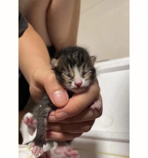 小猫断奶奶糕怎么吃（宠物主人必读）