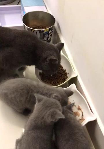 小猫断奶奶糕怎么吃（宠物主人必读）