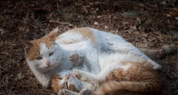 小猫猫与老猫的友谊（宠物世界中的跨代友情）