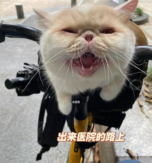 小猫拉稀怎么办（教你如何应对宠物拉稀问题）