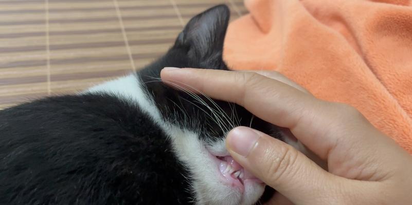 小猫几个月换牙结束的时间和方法（了解宠物牙齿生长周期和护理技巧）