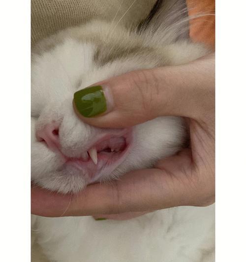 小猫几个月换牙结束的时间和方法（了解宠物牙齿生长周期和护理技巧）