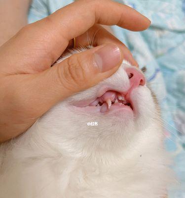 小猫换牙全过程（以宠物为主）