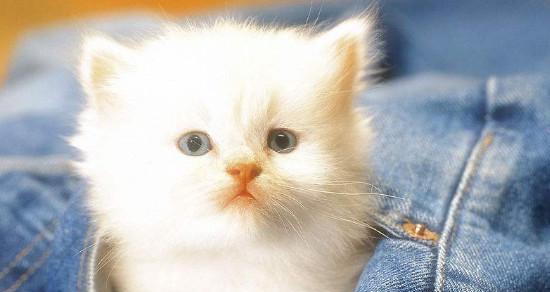 小猫叫声沙哑（以宠物为主）