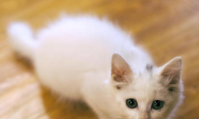 小猫能吃牛奶粉吗（宠物护理中的误区）