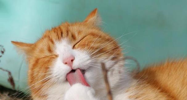 小猫是否适合单吃猫粮（探究小猫单吃猫粮的利弊及营养需求）