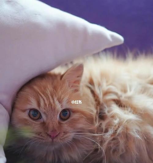让小猫自己在家待着吧（如何让宠物小猫在家独自过一天）