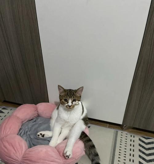 让小猫自己在家待着吧（如何让宠物小猫在家独自过一天）