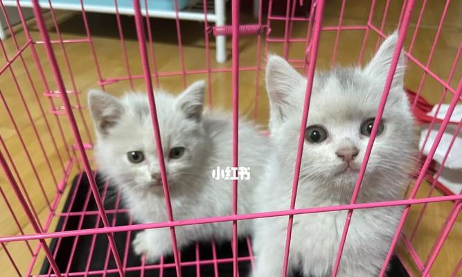 小猫两个月能否自食其力（以宠物为主）