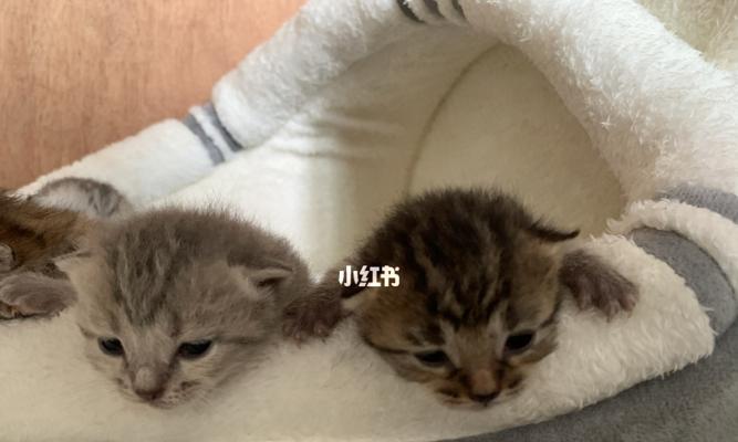 小猫没断奶也可驱虫（探究小猫去虫秘籍及注意事项）