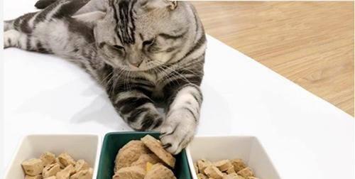 小猫能吃咸的东西吗（探究小猫的食物偏好与咸味食物的影响）