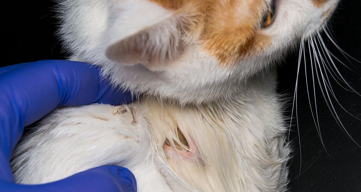 小猫能否注射抗生素（宠物用药需要注意什么）