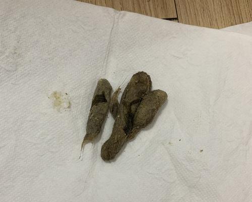 小猫呕吐物的臭味到底是什么味道（揭秘小猫呕吐物腥臭的成因与处理方法）