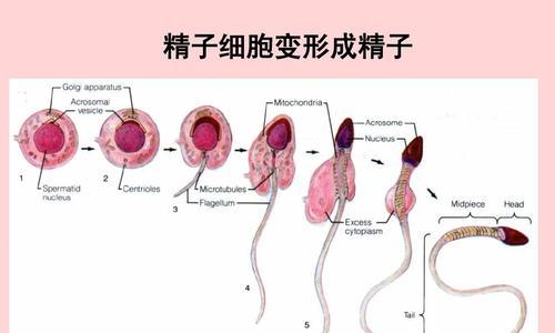 小猫胚胎发育全过程解析（从授精到出生）