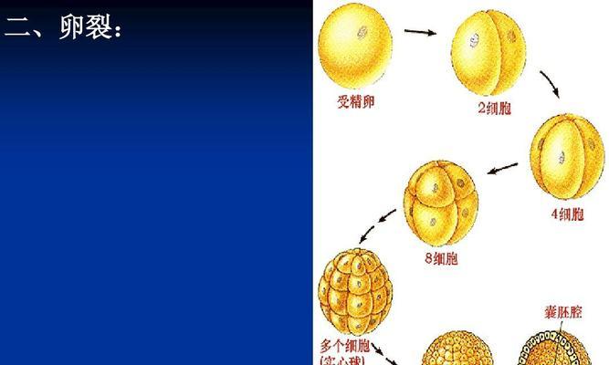 小猫胚胎发育全过程解析（从授精到出生）