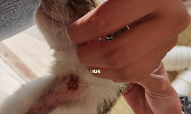 小猫皮肤病图片大全——解读宠物皮肤问题（了解小猫皮肤病的症状和治疗方法）