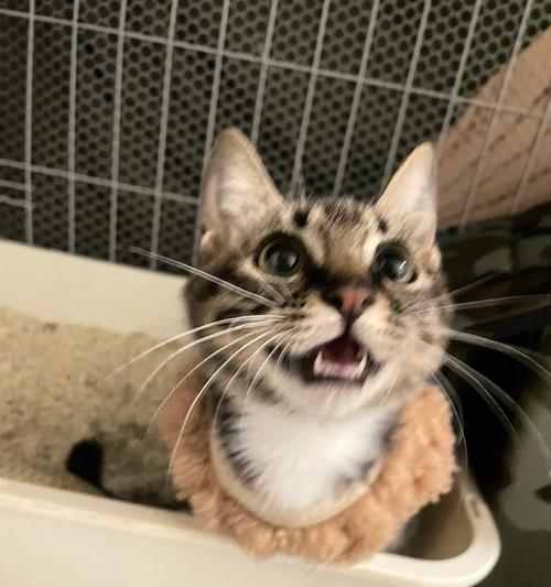 宠物小猫缺钙易瘫痪，如何预防和治疗（了解小猫缺钙的表现和危害）