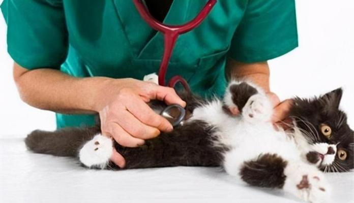 揭秘小猫体温高的原因（宠物健康必知）
