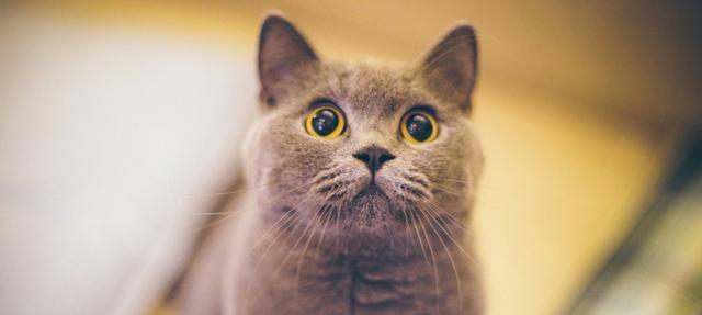 揭秘小猫体温高的原因（宠物健康必知）
