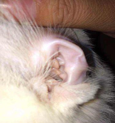 小猫掏耳朵的正确时间（宠物养护须知）