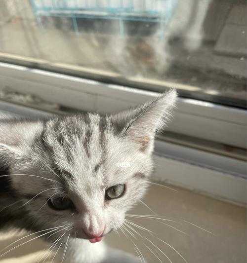 小猫掏耳朵的正确时间（宠物养护须知）