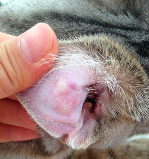 小猫掏耳朵的正确时间（宠物养护须知）