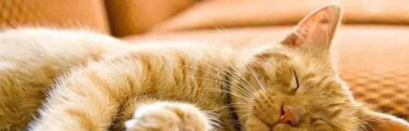 如何帮助宠物小猫增加食量（以小猫食量很小为主题的解决方法）