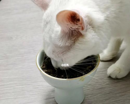 如何帮助宠物小猫增加食量（以小猫食量很小为主题的解决方法）