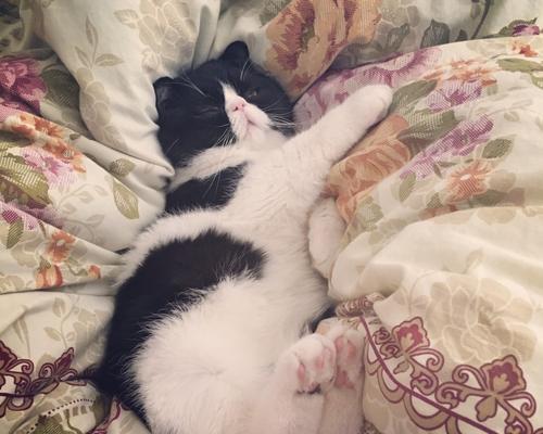 宠物小猫受伤后的睡姿与健康（揭秘小猫睡觉姿势的真相）