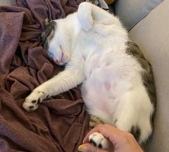 小猫摔倒了，该怎么办（关爱宠物）