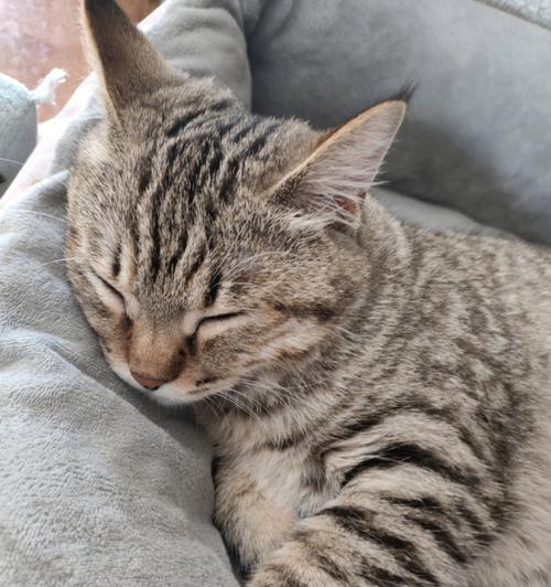 小猫为何睡觉像呛到似的（揭秘宠物睡姿的玄妙）