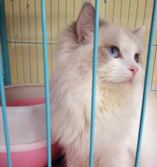 小猫成长日记——送到宠物店养大（一只小猫的宠物生活记录）