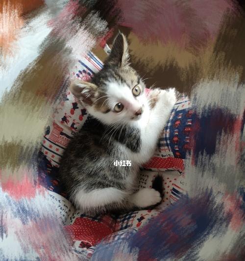 小猫的悲剧——以小猫烫死事件为例
